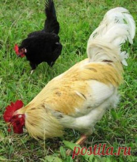 Притча о зернышках