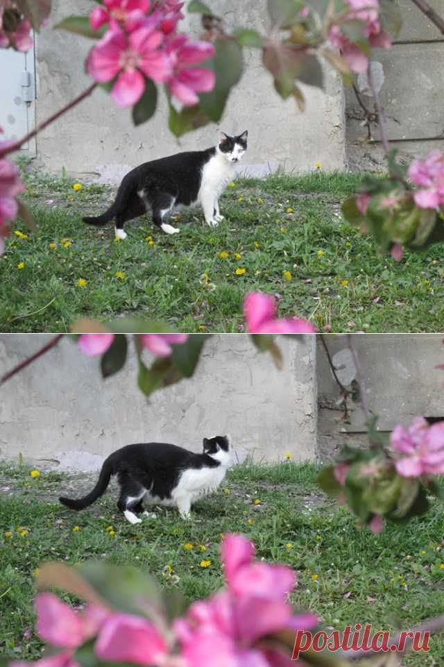 Грошики фантазий: Коты на прогулке, 5.