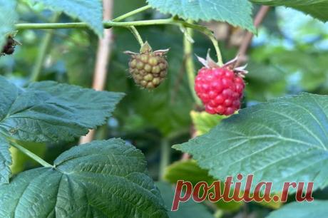 Августовская малина: как посадить, чтобы собрать урожай уже весной. Для посадки лучше выбирать пасмурные дни или вечерние часы, когда солнце менее активно.