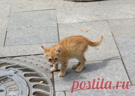 Жизнь котенка дороже денег! Женщина плюнула на работу и зарплату, спасая питомца из-под трамвая - МирТесен