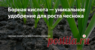 Борная кислота — уникальное удобрение для роста чеснока Чтобы вырастить крупный чеснок необходимо регулярно вносить подкормку. Одним из лучших удобрений является борная кислота, которая содержит  микроэлемент необходимый для жизни растений.
Борная кислота очень часто входит в состав комплексных удобрений. Но его очень легко приготовить в домашних условиях для овощей, в том числе для чеснока.