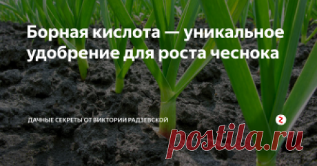 Борная кислота — уникальное удобрение для роста чеснока Чтобы вырастить крупный чеснок необходимо регулярно вносить подкормку. Одним из лучших удобрений является борная кислота, которая содержит  микроэлемент необходимый для жизни растений.
Борная кислота очень часто входит в состав комплексных удобрений. Но его очень легко приготовить в домашних условиях для овощей, в том числе для чеснока.