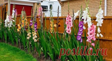 ПОШАГОВАЯ ИНСТРУКЦИЯ ПО ВЫРАЩИВАНИЮ ГЛАДИОЛУСОВ
Специально для начинающих и уже опытных цветоводов.
Это практически пошаговая инструкция к выращиванию гладиолусов. Выполняя предложенные приёмы, вы гарантировано сможете получить великолепные цветы гладиолусов!
✿ Место посадки:
Солнечное, защищённое от холодных северных ветров. Не следует использовать для посадки сырые участки в пониженных рельефах с высоким стоянием грунтовых вод.
✿ Почва:
структурная со слабокислой реакцией, без застоя воды.