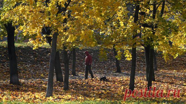 В Калининграде не убравшего за собакой мужчину арестовали за грабеж