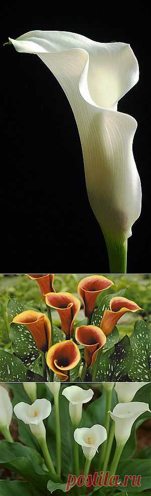 Цветок калла: уход и выращивание в горшках в домашних условиях, калы цветы