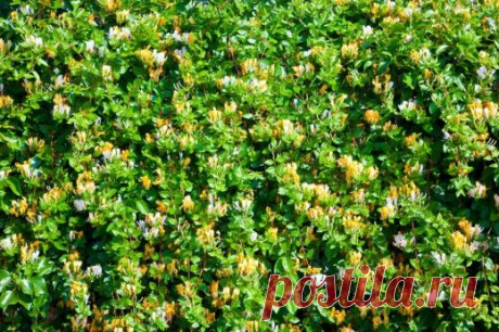 Каприфоль — цветы страсти.

Жимолость каприфоль (Lonicera caprifolium), пожалуй, одна из самых красивых лиан, во многих легендах этот цветок символ страсти, любви и преданности.