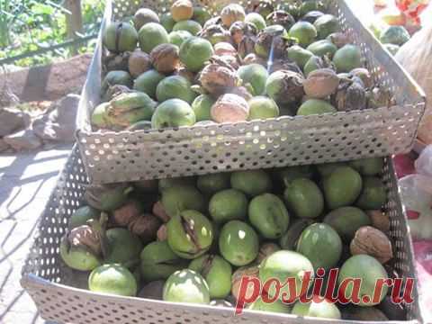 Хороший урожай грецких орехов,с одного дерева 2 ведра.