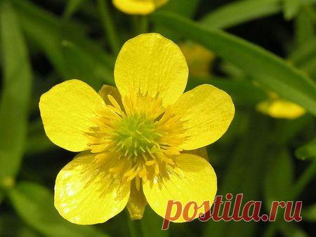 Лютик. Полезные свойства Лютика. Применение Лютика в медицине. Лечебные свойства Лютика. Какие болезни лечит Лютик.