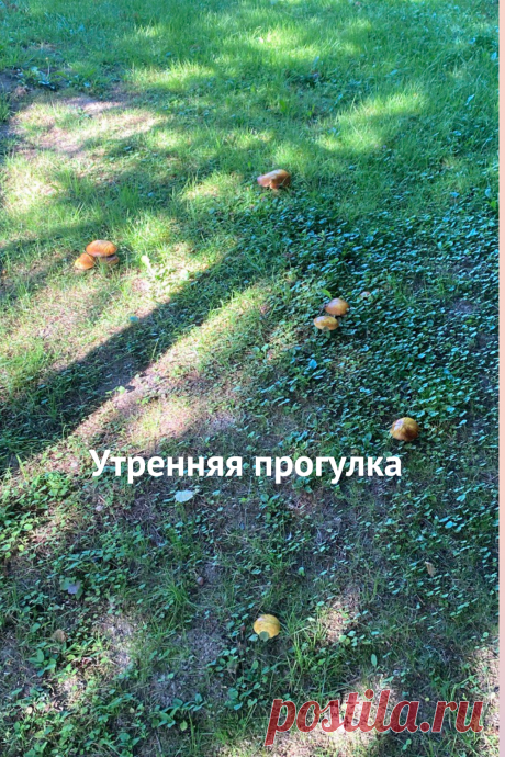 Утренняя прогулка