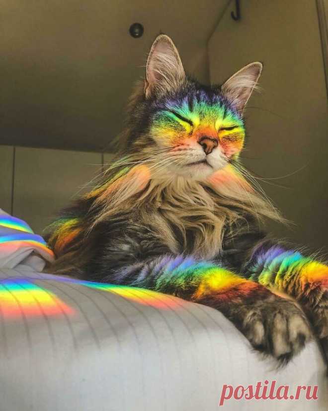 Прекрасные кошки, которые выглядят словно модели
