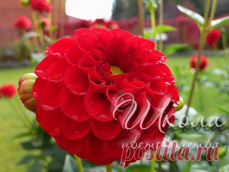 РОСКОШНЫЕ ЦВЕТЫ ОСЕНИ

Хлопотное это дело — выращивать георгины. Но представить свой осенний сад без этих роскошных, милых сердцу цветов многие не могут.

Каждый год покупать новые клубни накладно. Поэтому в октябре, сразу после первого заморозка, обрезают стебли на высоте около 10 см и выкапывают георгины вилами. Очищают, насколько возможно, от земли, удаляют больные и гнилые клубеньки, а у слегка подгнивших тщательно вырезают гниль до белой мякоти острым продезинфицирова...