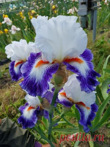 Пин на доске яИРИСИКИ