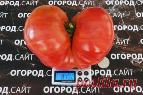 Томат Лидия Боровая, семена | ОГОРОД.сайт