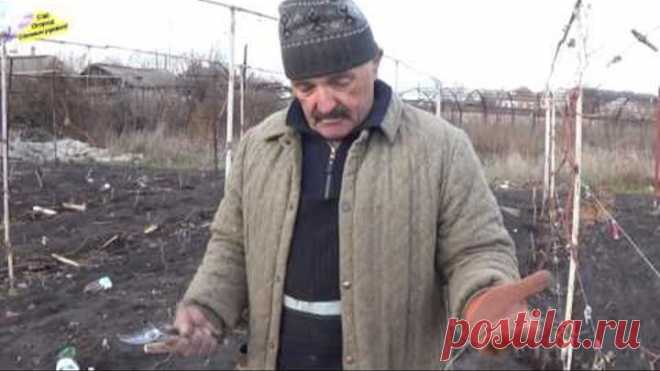 КАК УКРЫТЬ ВИНОГРАД НА ЗИМУ! ОЧЕНЬ ХОРОШИЙ СПОСОБ!!!