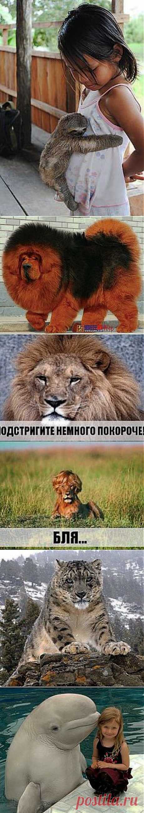 (3) Одноклассники