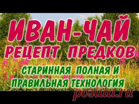 ИВАН-ЧАЙ КОПОРСКИЙ ЧАЙ. blooming Sally Старинная и полная технология ферментации и приготовления.

Уверен, вы знаете несколько, так называемых упрощенных рецептов приготовления Иван-чая. Однако правильный рецепт, который покорил всю Европу и из которого Иван-чай попал в немилость к барыгам Китайским чаем, (наш был и есть лучше и полезнее), всего один - древний Копорский рецепт. Кстати и в 16-17 веках тоже подделывали Иван-чай - изготавливали простую версию и бодяжили им Ки...