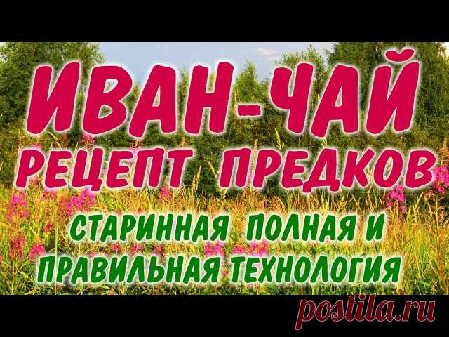 ИВАН-ЧАЙ КОПОРСКИЙ ЧАЙ. blooming Sally Старинная и полная технология ферментации и приготовления.

Уверен, вы знаете несколько, так называемых упрощенных рецептов приготовления Иван-чая. Однако правильный рецепт, который покорил всю Европу и из которого Иван-чай попал в немилость к барыгам Китайским чаем, (наш был и есть лучше и полезнее), всего один - древний Копорский рецепт. Кстати и в 16-17 веках тоже подделывали Иван-чай - изготавливали простую версию и бодяжили им Ки...