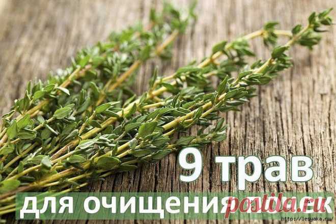 ТОП-9 ТРАВ ДЛЯ ОЧИЩЕНИЯ ПОЧЕК. Обсуждение на LiveInternet - Российский  Онлайн-Дневников