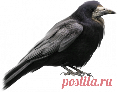 Клипарт Птицы.