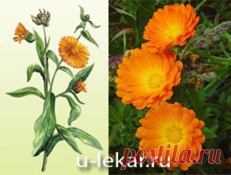 Календула (ноготки). Целебные (полезные) свойства календулы