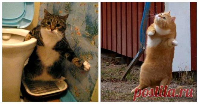 Котофото, сделанные в нужный момент У вас есть кошка? Тогда у вас наверняка есть интересные фотографии вашего пушистого питомца, сделанные в самый подходящий момент. Ну, а если таких фотографий нет, стоит набраться терпения и понаблюдат...