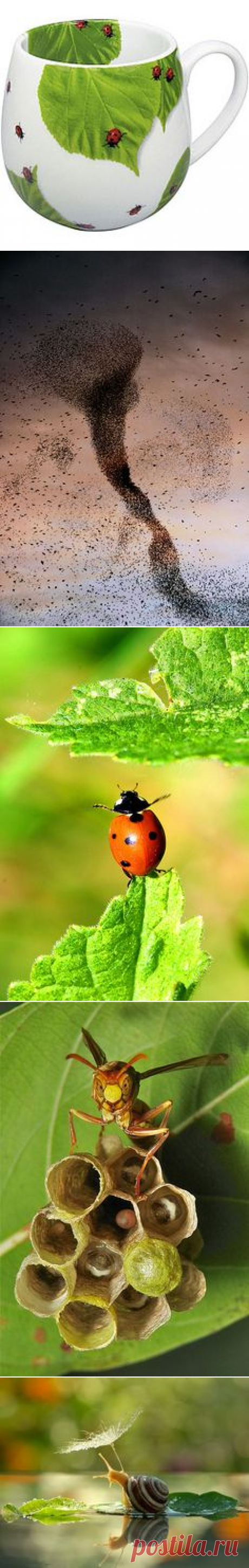 (160) Ladybug | Things in the Air