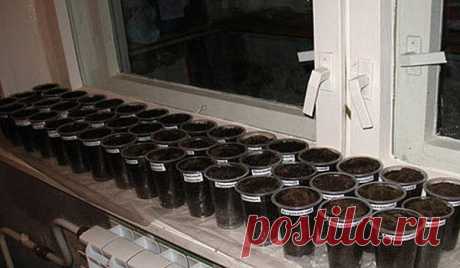 Как посадить перец на рассаду? Правила и сроки посадки на рассадуГлавное – это своевременность. Лучше сразу обеспечить перцу правильный уход. Для этого семена замачиваются. Необходимо начинать подготовку к выращиванию рассады задол…