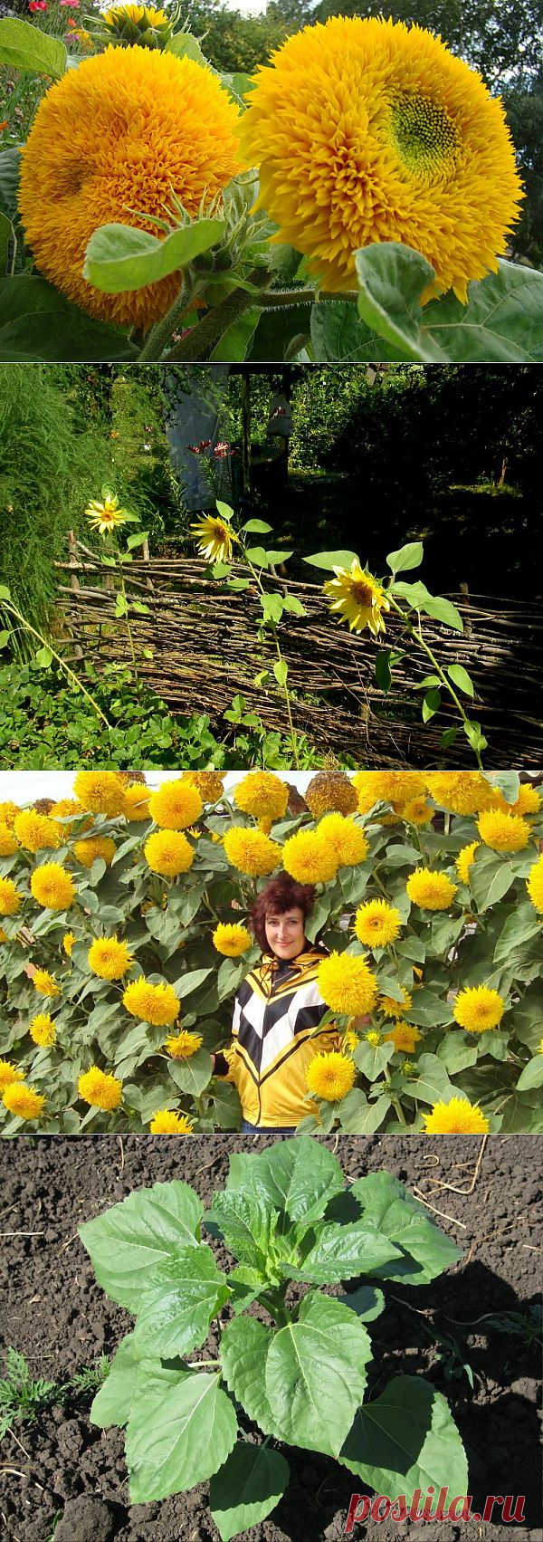 Декоративный подсолнух - посадка, выращивание и уход. Фото сортов и видов.