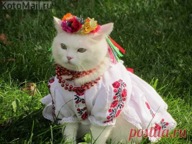 Украиночка