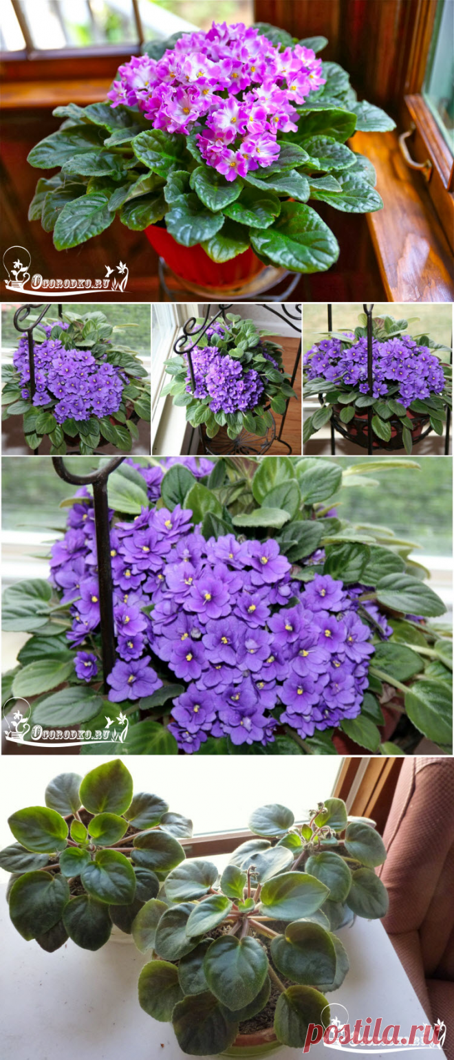 Почему не цветут фиалки в домашних условиях и что делать?