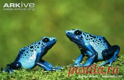 arkive wildlife: 1 тыс изображений найдено в Яндекс Картинках