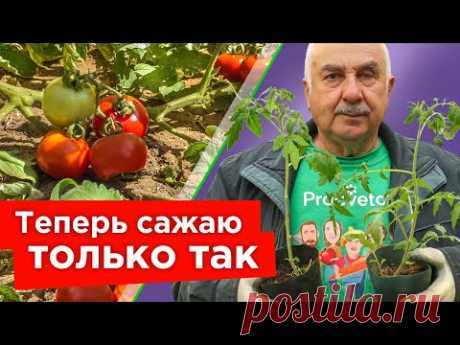 КОРНЯМИ НА ЮГ, МАКУШКОЙ НА СЕВЕР - сажайте только так переросшую рассаду томатов!