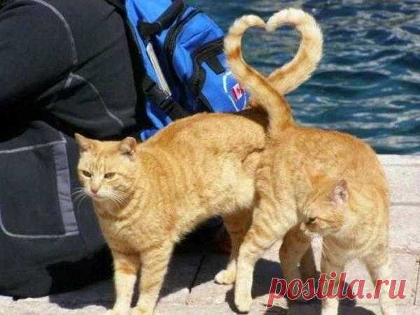 Рыжая любовь )