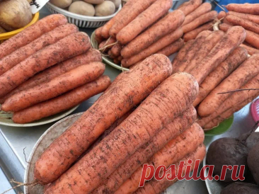 Грязный метод хранения моркови: как сохранить овощи хрустящими и сочными даже без погреба. Попробуйте заготовить так хотя бы часть урожая – вы убедитесь в надежности этого древнего и мудрого способа.