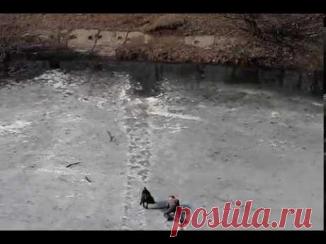 Боролся изо всех сил, но друга не бросил!