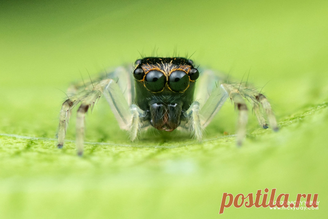 Jumping spider (cf. Ptocasius sp.) - DSC_7353 www.nickybay.com