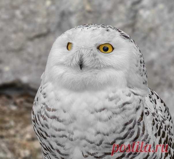 «Меня зовут Коломбо». Автор фото – Олег Богданов: nat-geo.ru/photo/user/163766/