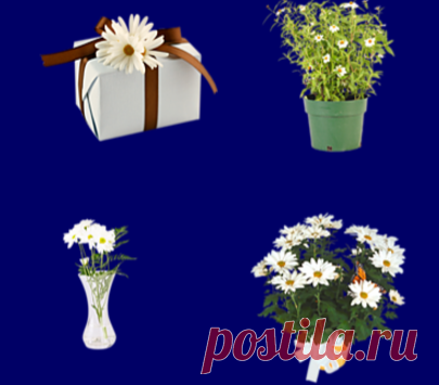 Ромашки в png