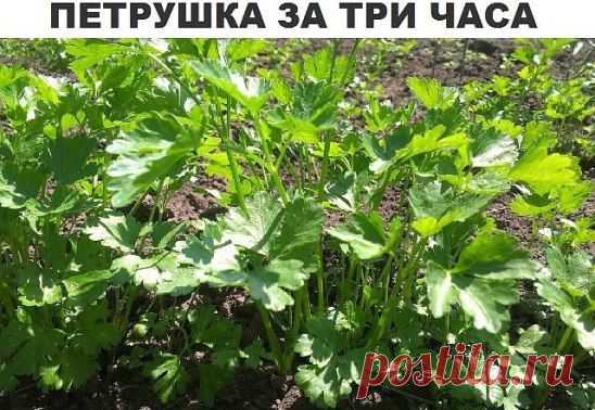 Петрушка всходит за три часа! Знаете ли вы, что петрушку можно вырастить буквально в течение 3 часов?  Этот рецепт часто использовался как... фокус.

Размочите семена петрушки в свежем молоке и, трижды посыпав предназначенную для посева землю негашеной и мелкотертой известью, высадите в нее подготовленные семена, землю немного смочите сверху (не проливая глубоко) водой.
Через 3 часа появятся всходы. Не верите? Пробуйте!