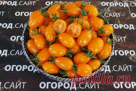 Томат Апельсиновая груша, семена | ОГОРОД.сайт