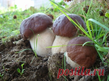 Одноклассники