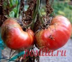 ФИТОФТОРОЗ - НАРОДНЫЕ ОРГАНИЧЕСКИЕ СРЕДСТВА БОРЬБЫ. - Садоводка