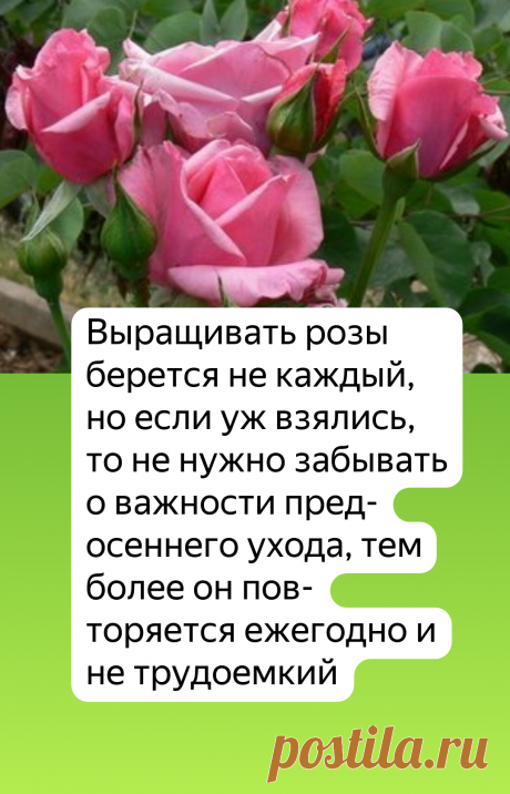 На то она и роза – без осеннего ухода станет шиповником. | Огородные дела | Яндекс Дзен