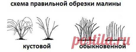 Как повысить урожайность малины