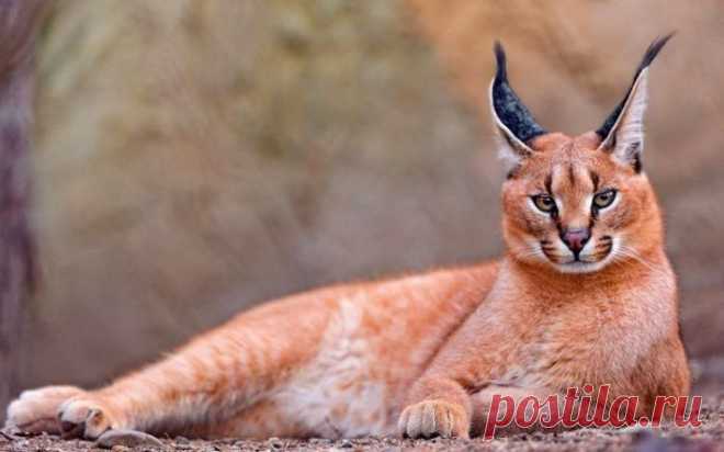 Кошки, похожие на рысь: 47 фото, дикие, гибриды, домашние
