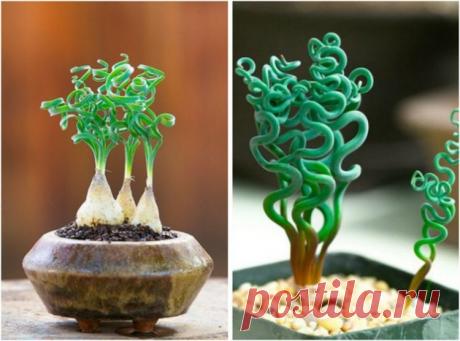 13 странных растений, которые могут расти у вас дома (14 фото)