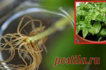 Эти великолепные рецепты соусов подходят практически ко всем блюдам! Ты сможешь приправить овощи, мясо или рыбу так, что они приобретут воистину волшебный вкус. Выбирай оптимальный для себя рецепт и наслаждайся необыкновенной палитрой вкусов.