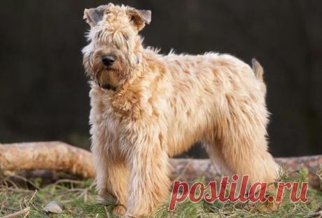 ༺🌸༻Ирландский мягкошерстный пшеничный терьер