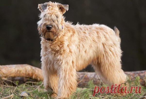 ༺🌸༻Ирландский мягкошерстный пшеничный терьер