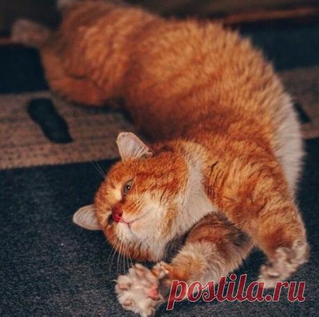 Забавные фото котов для хорошего настроения | Мечтательная кошка | Яндекс Дзен